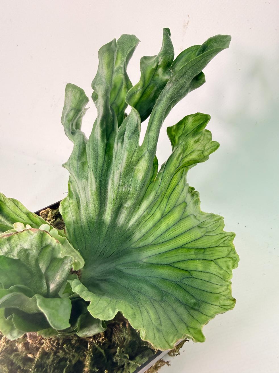 Platycerium Wandae Dwarf & Curling 05
