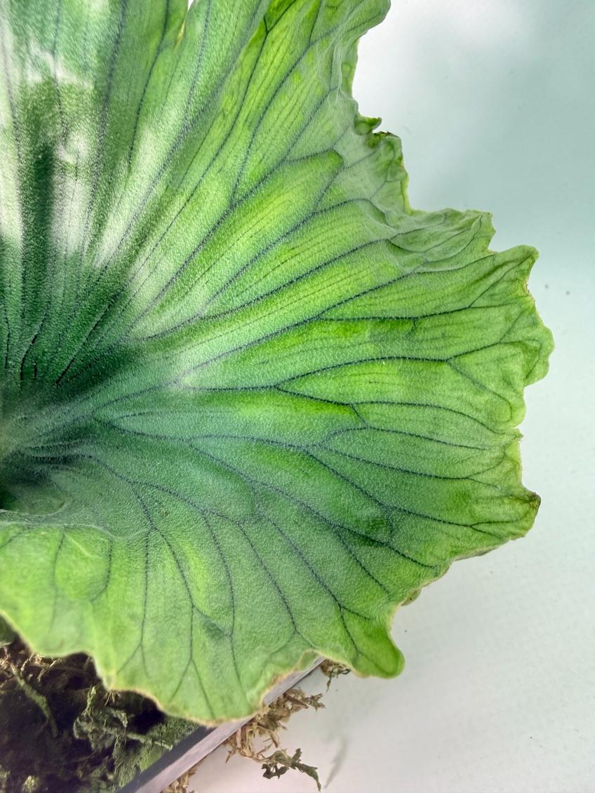 Platycerium Wandae Dwarf & Curling 06