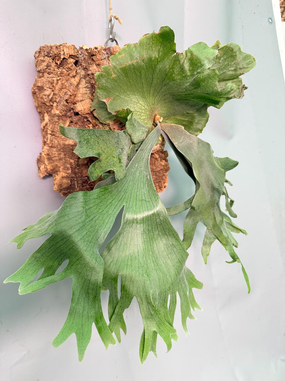 Platycerium Wandae x Veitchii + mounted on the board 08
