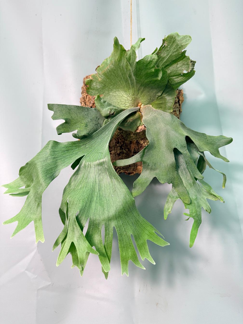 Platycerium Wandae x Veitchii + mounted on the board 01