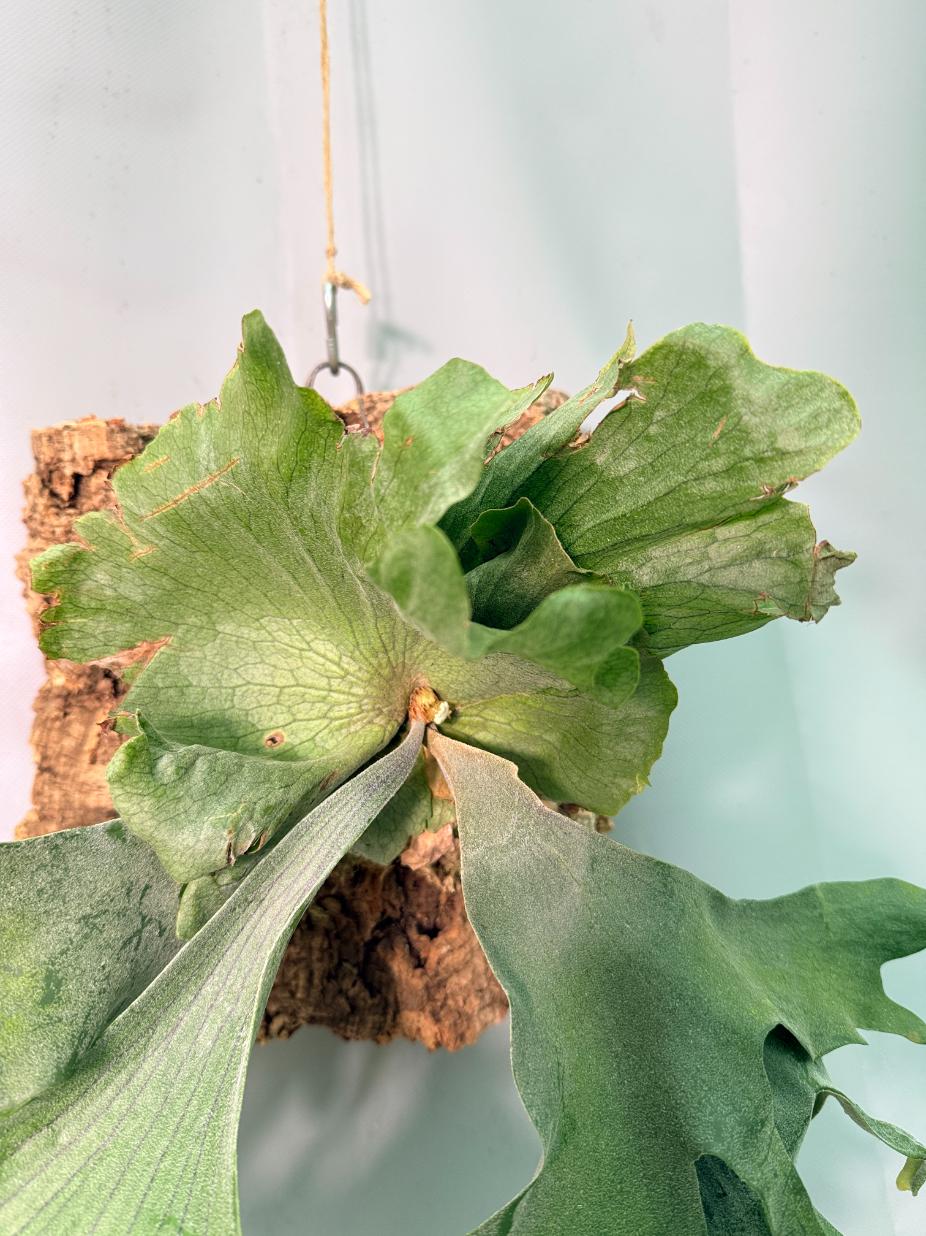 Platycerium Wandae x Veitchii + mounted on the board 02