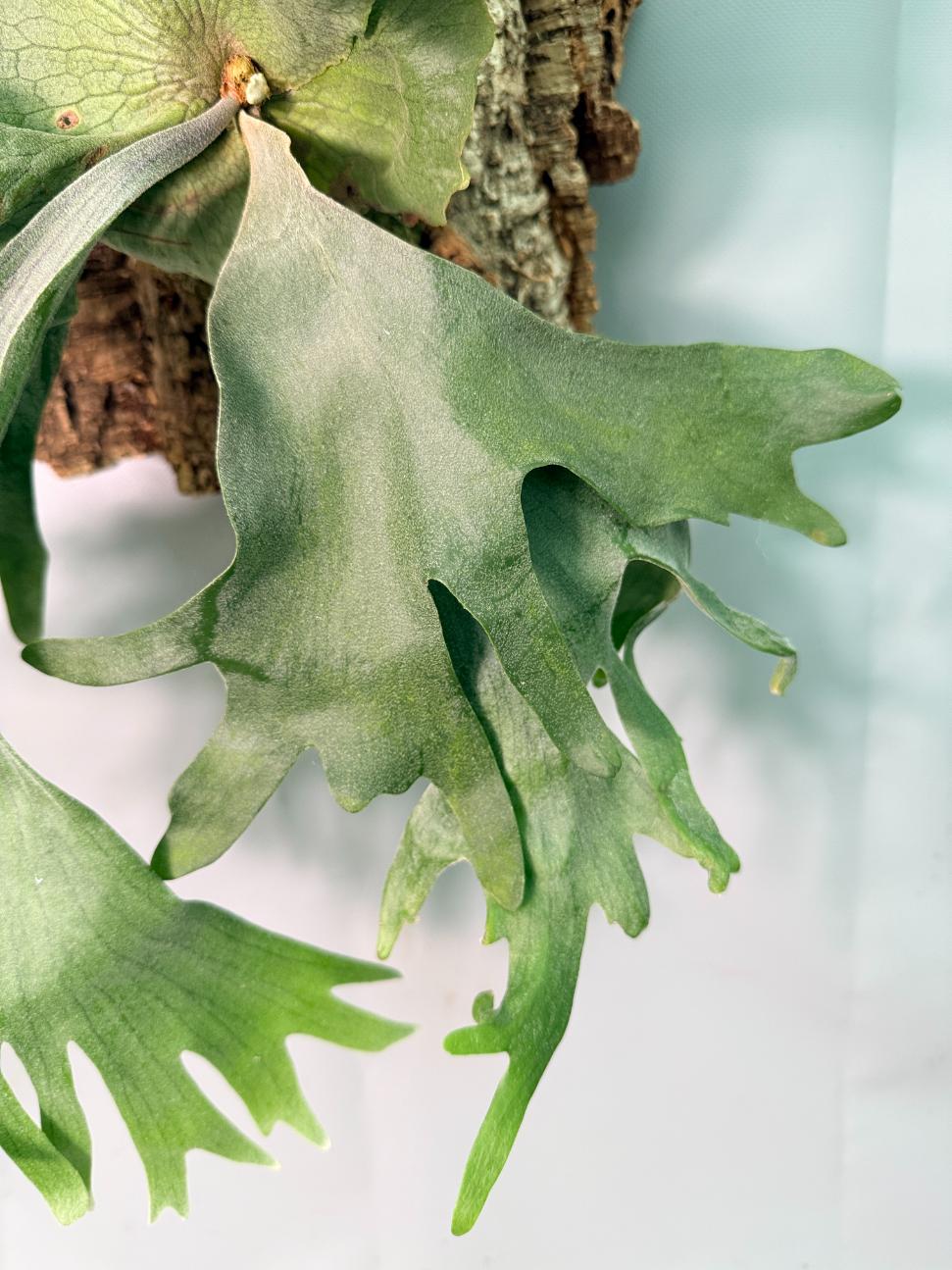 Platycerium Wandae x Veitchii + mounted on the board 03