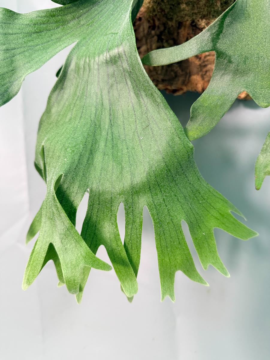 Platycerium Wandae x Veitchii + mounted on the board 04