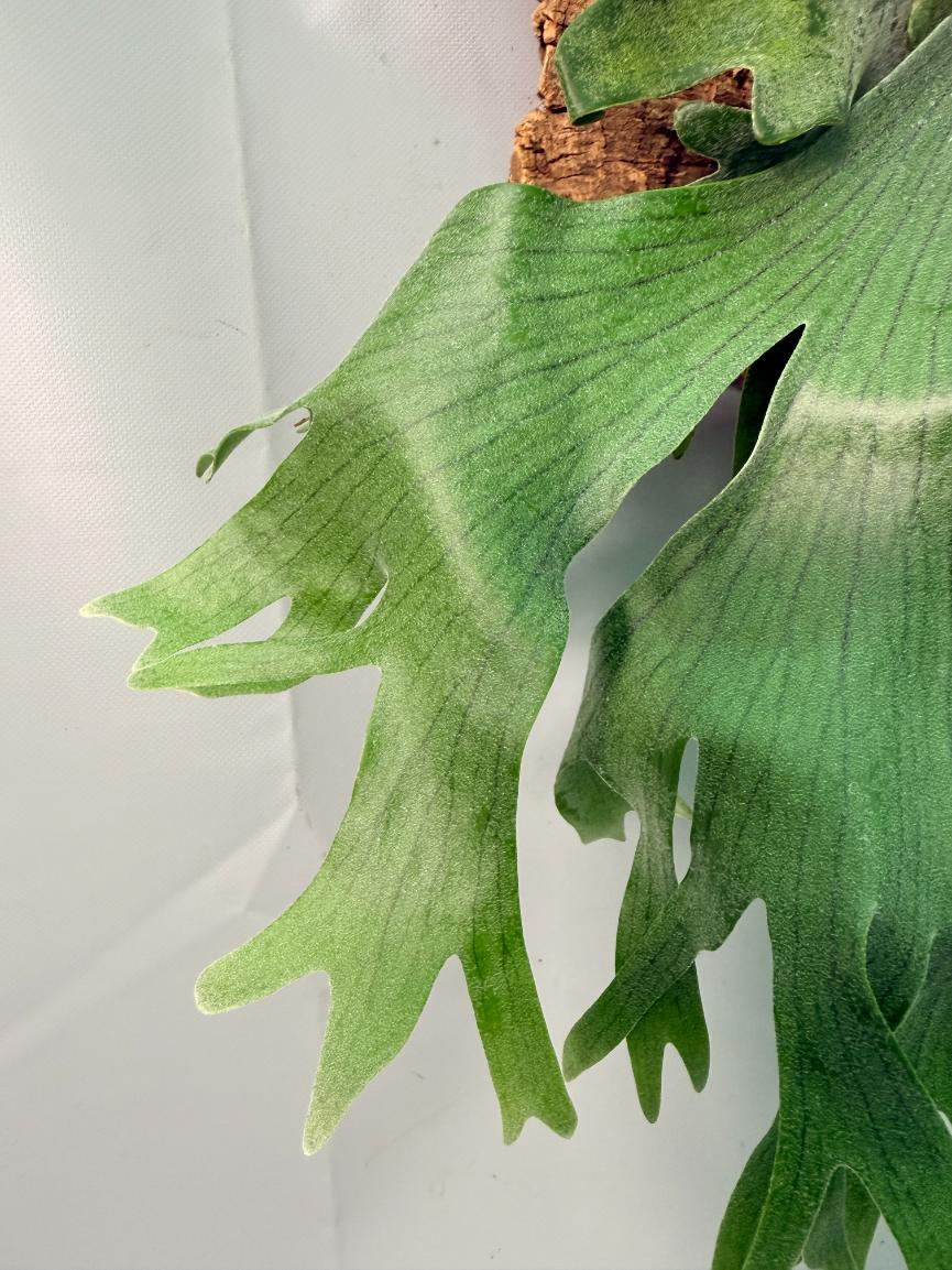 Platycerium Wandae x Veitchii + mounted on the board 05