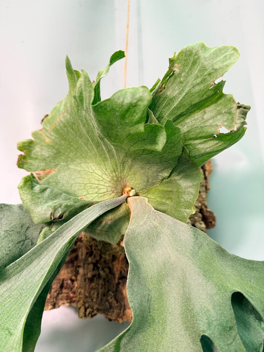 Platycerium Wandae x Veitchii + mounted on the board 06