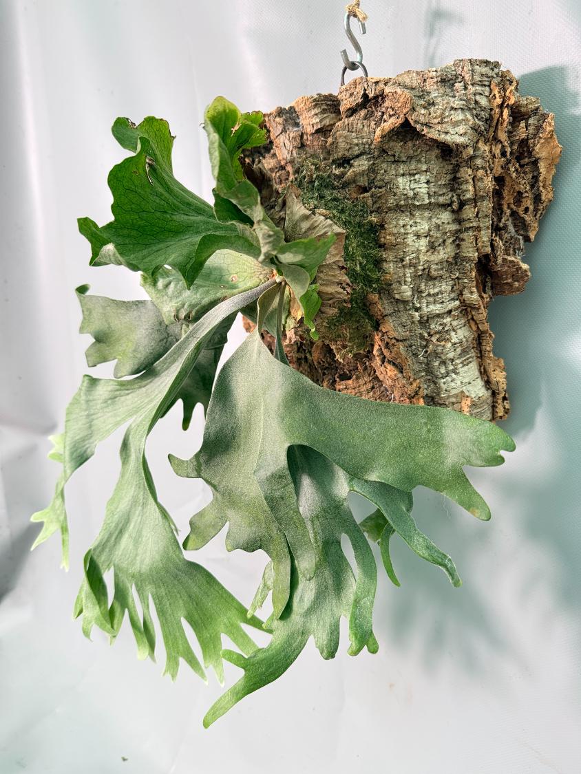 Platycerium Wandae x Veitchii + mounted on the board 07