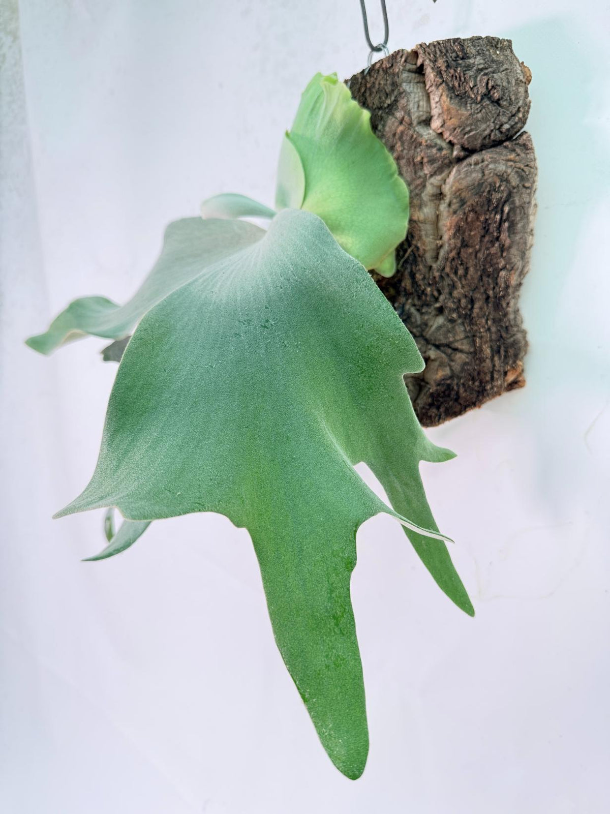 Platycerium Willinckii 'Pearl Queen' + mounted on the board 10