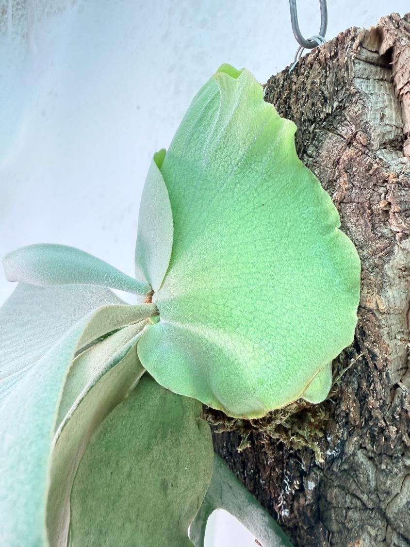 Platycerium Willinckii 'Pearl Queen' + mounted on the board 11