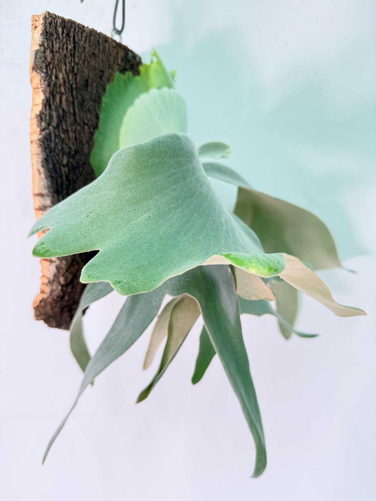 Platycerium Willinckii 'Pearl Queen' + mounted on the board 12