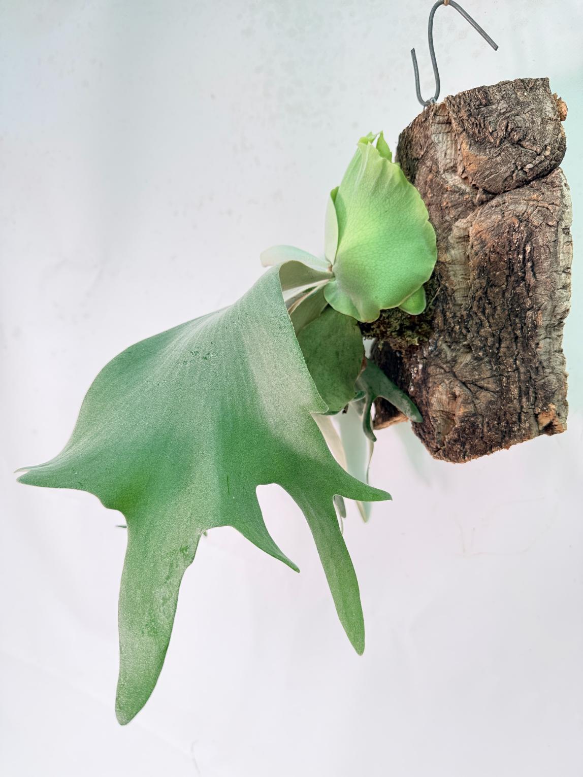 Platycerium Willinckii 'Pearl Queen' + mounted on the board 13