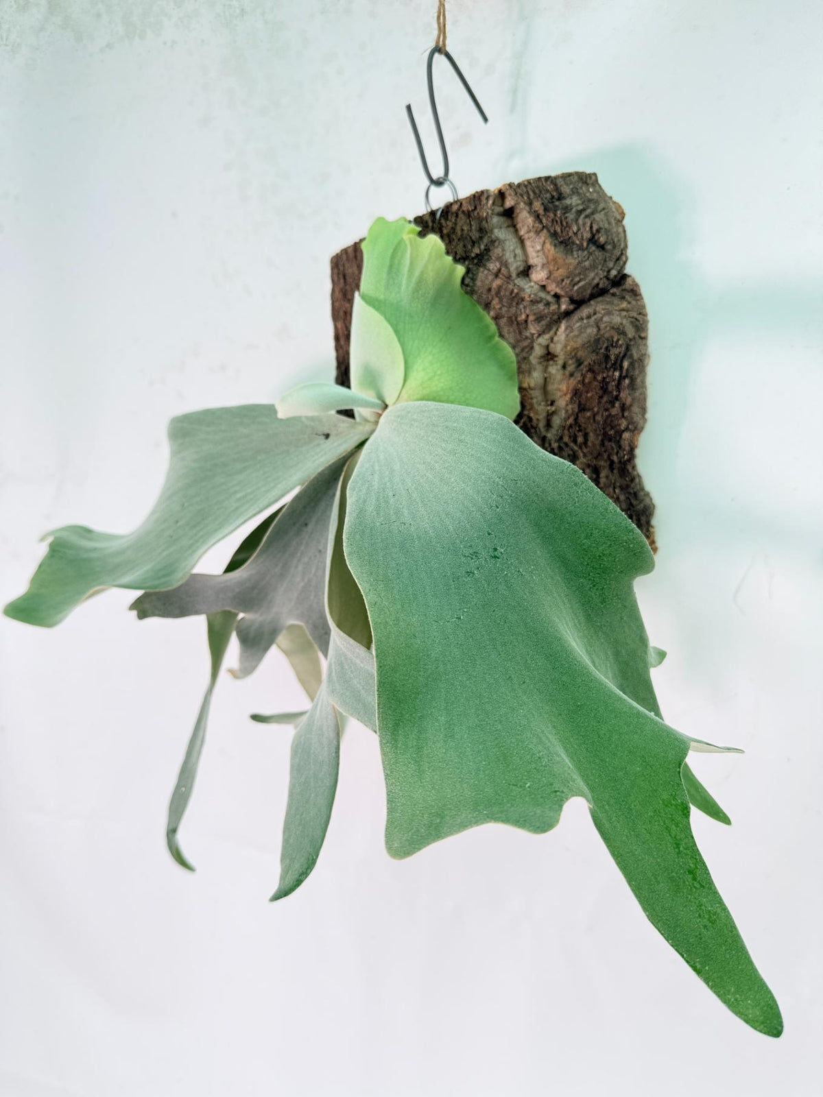Platycerium Willinckii 'Pearl Queen' + mounted on the board 01