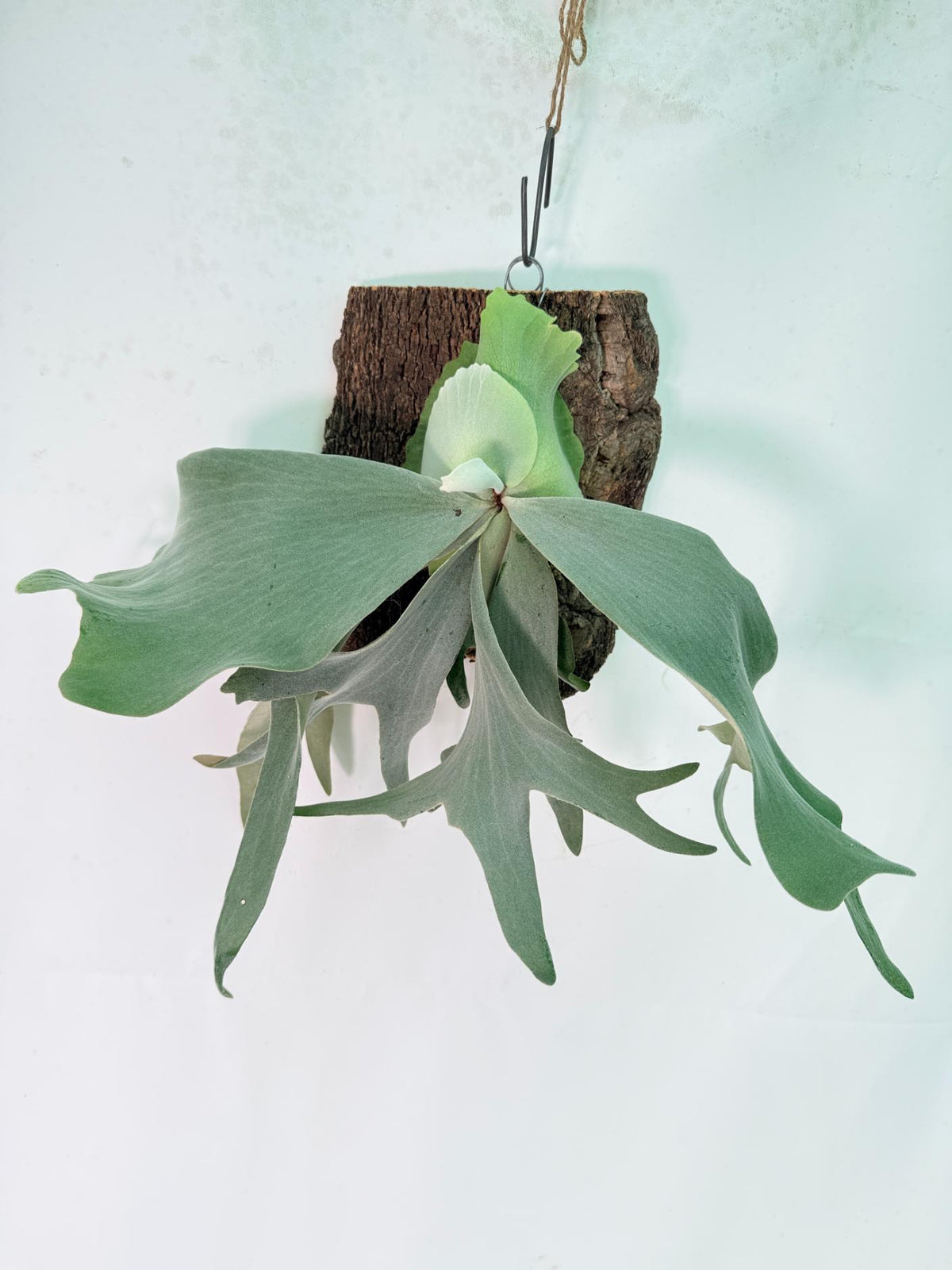 Platycerium Willinckii 'Pearl Queen' + mounted on the board 02