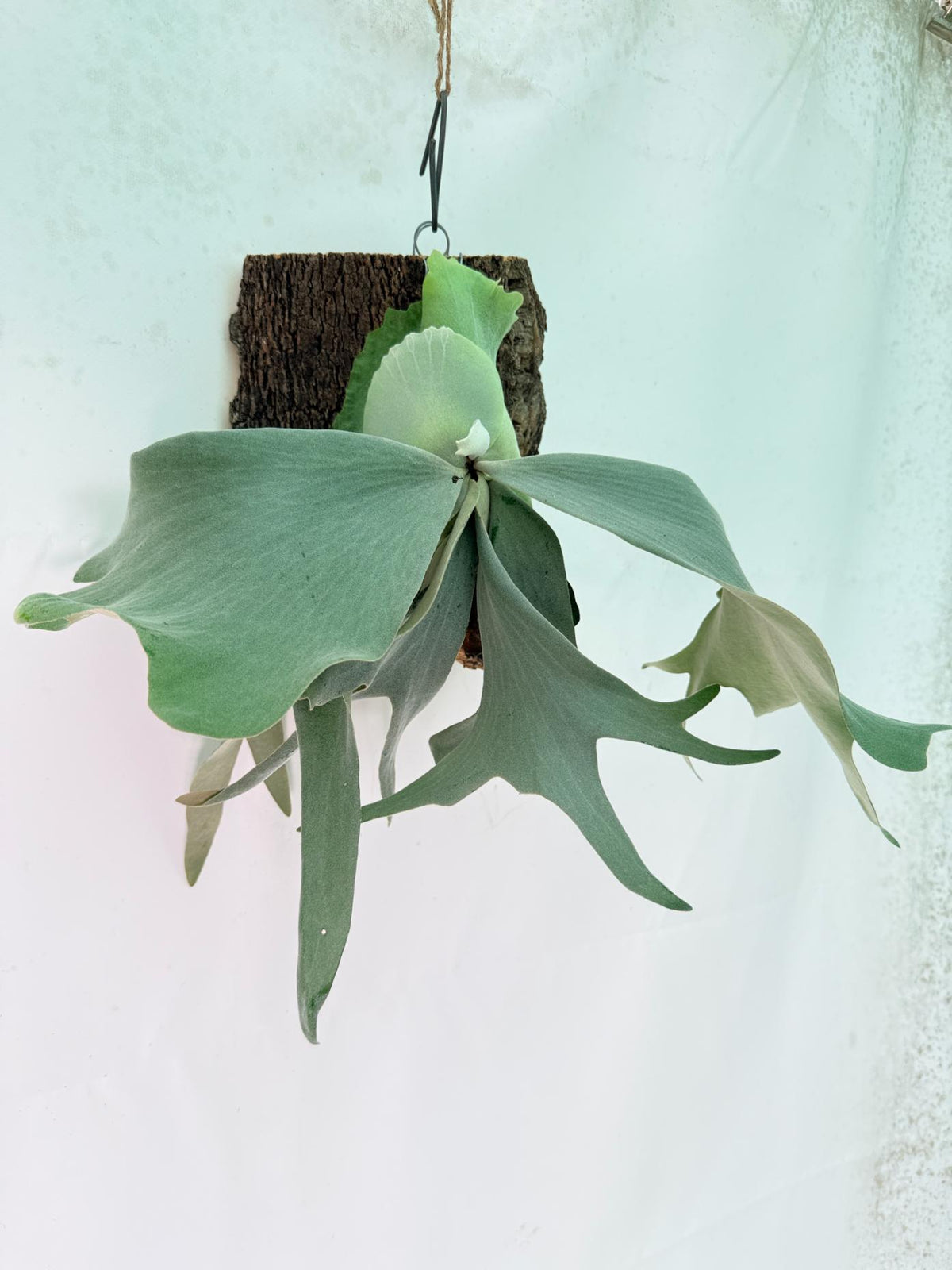 Platycerium Willinckii 'Pearl Queen' + mounted on the board 03
