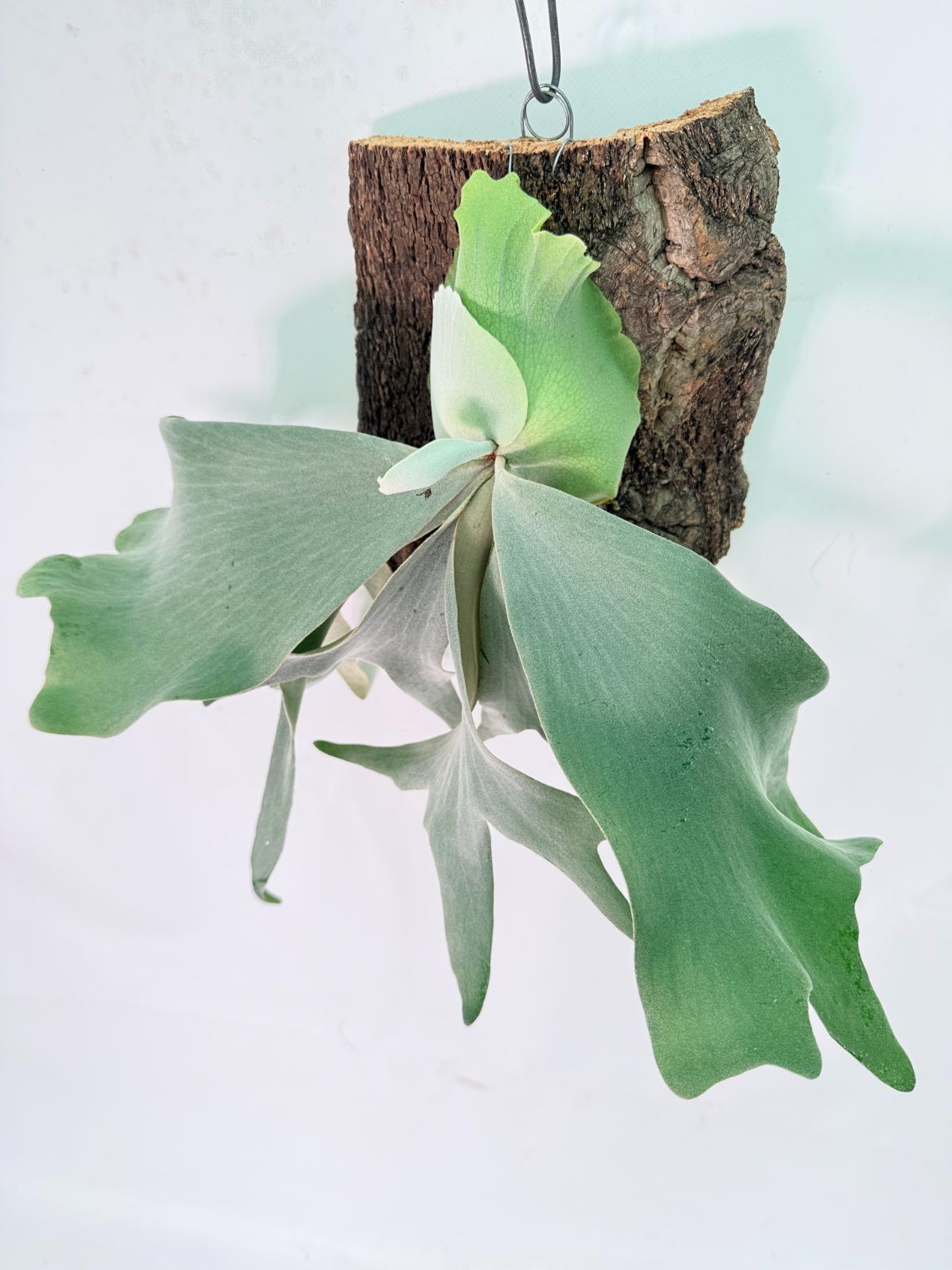 Platycerium Willinckii 'Pearl Queen' + mounted on the board 04