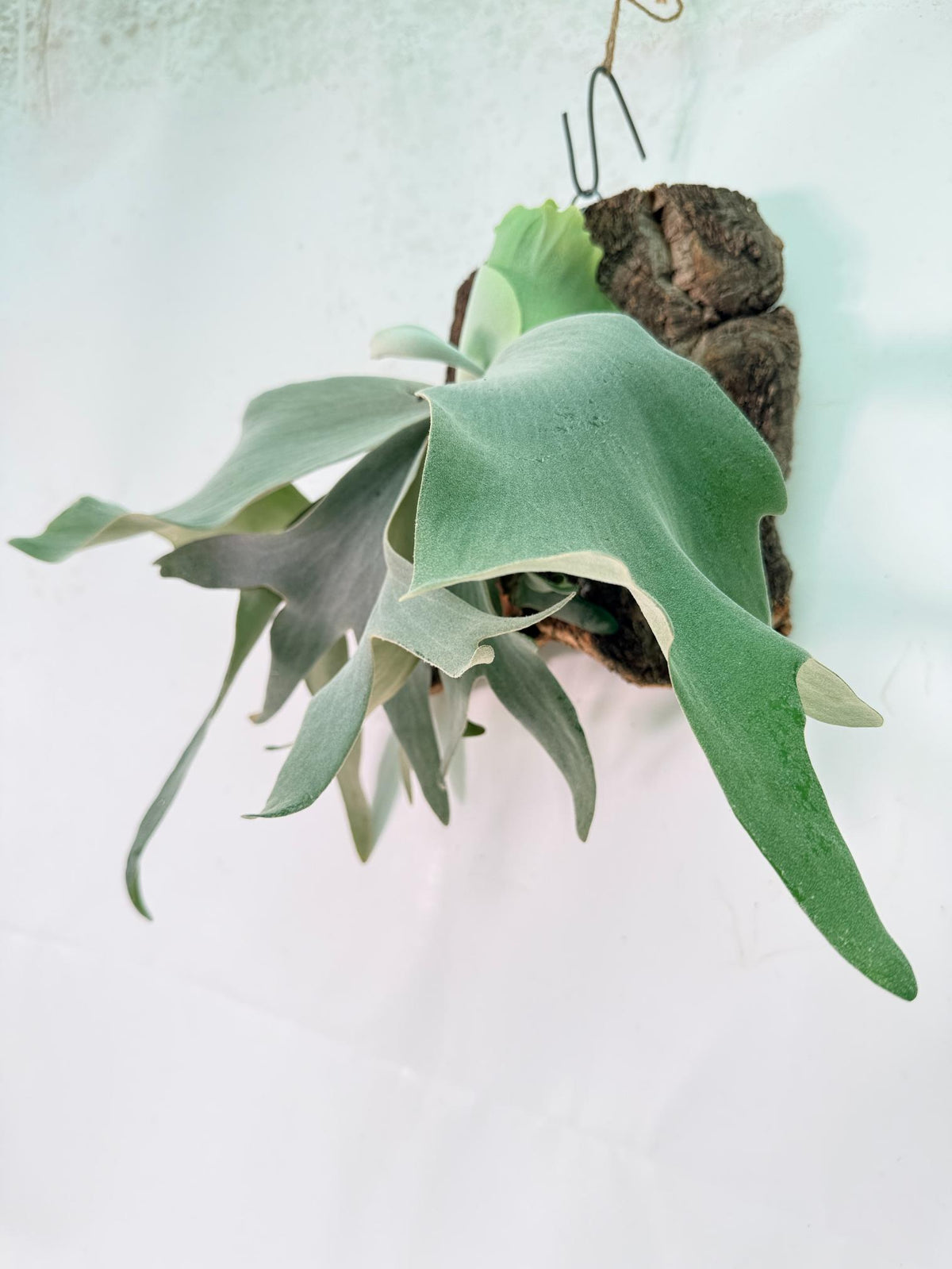Platycerium Willinckii 'Pearl Queen' + mounted on the board 05