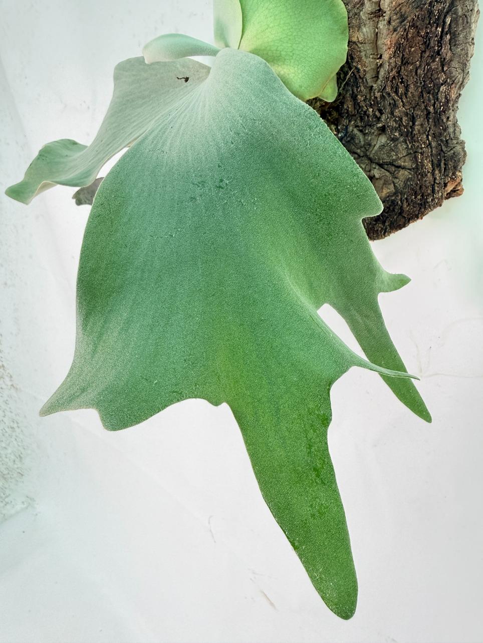 Platycerium Willinckii 'Pearl Queen' + mounted on the board 06