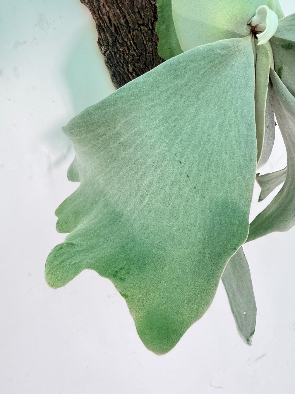 Platycerium Willinckii 'Pearl Queen' + mounted on the board 08