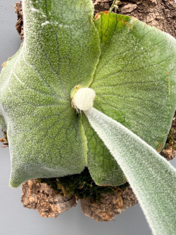 Platycerium Andinum  on board 10