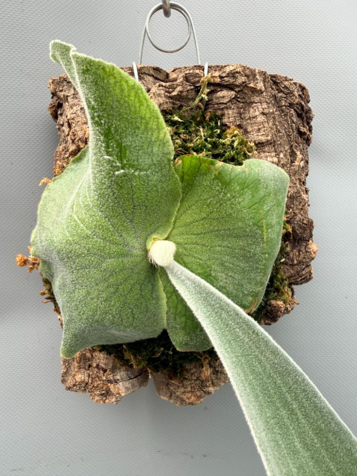 Platycerium Andinum  on board 3