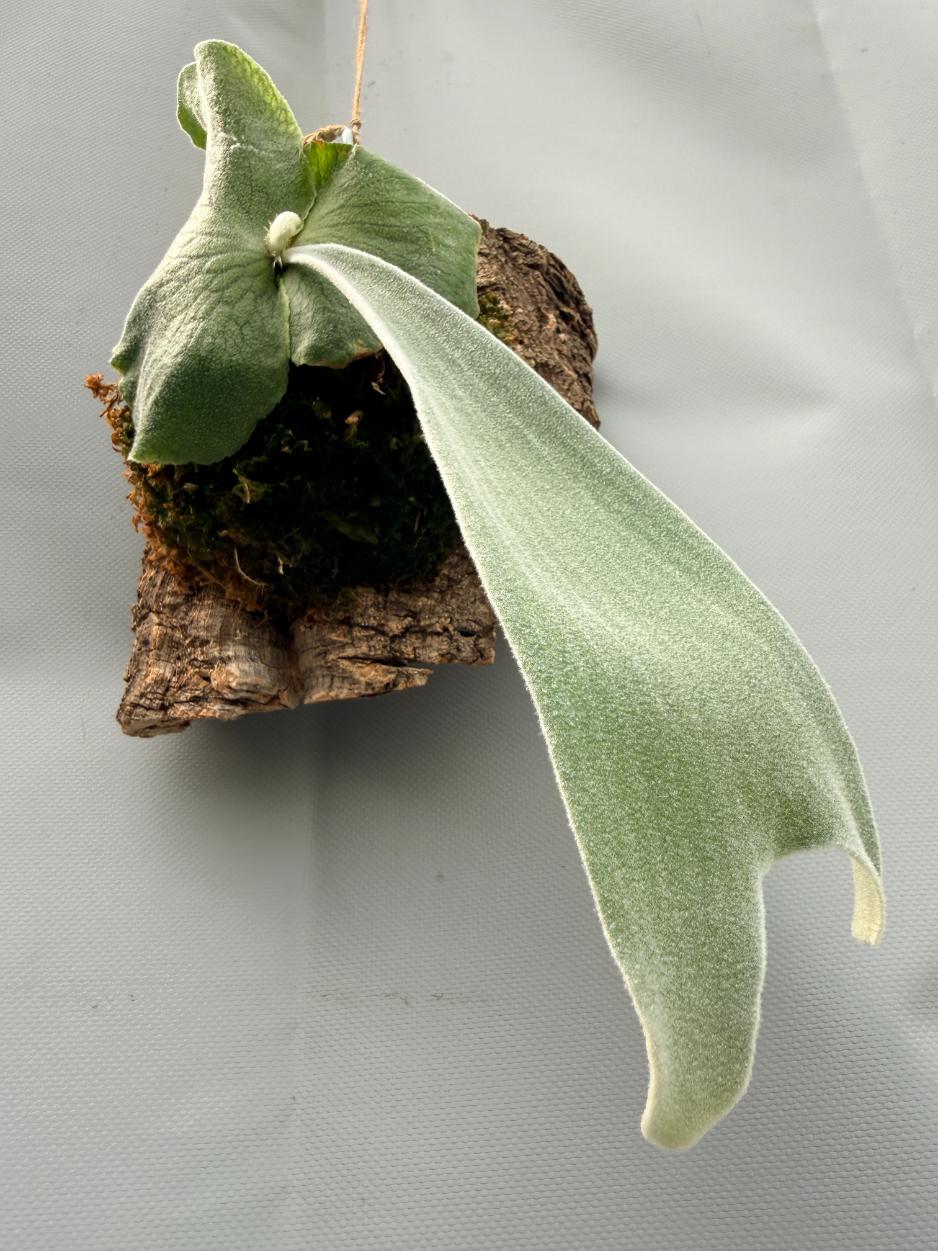 Platycerium Andinum  on board 6