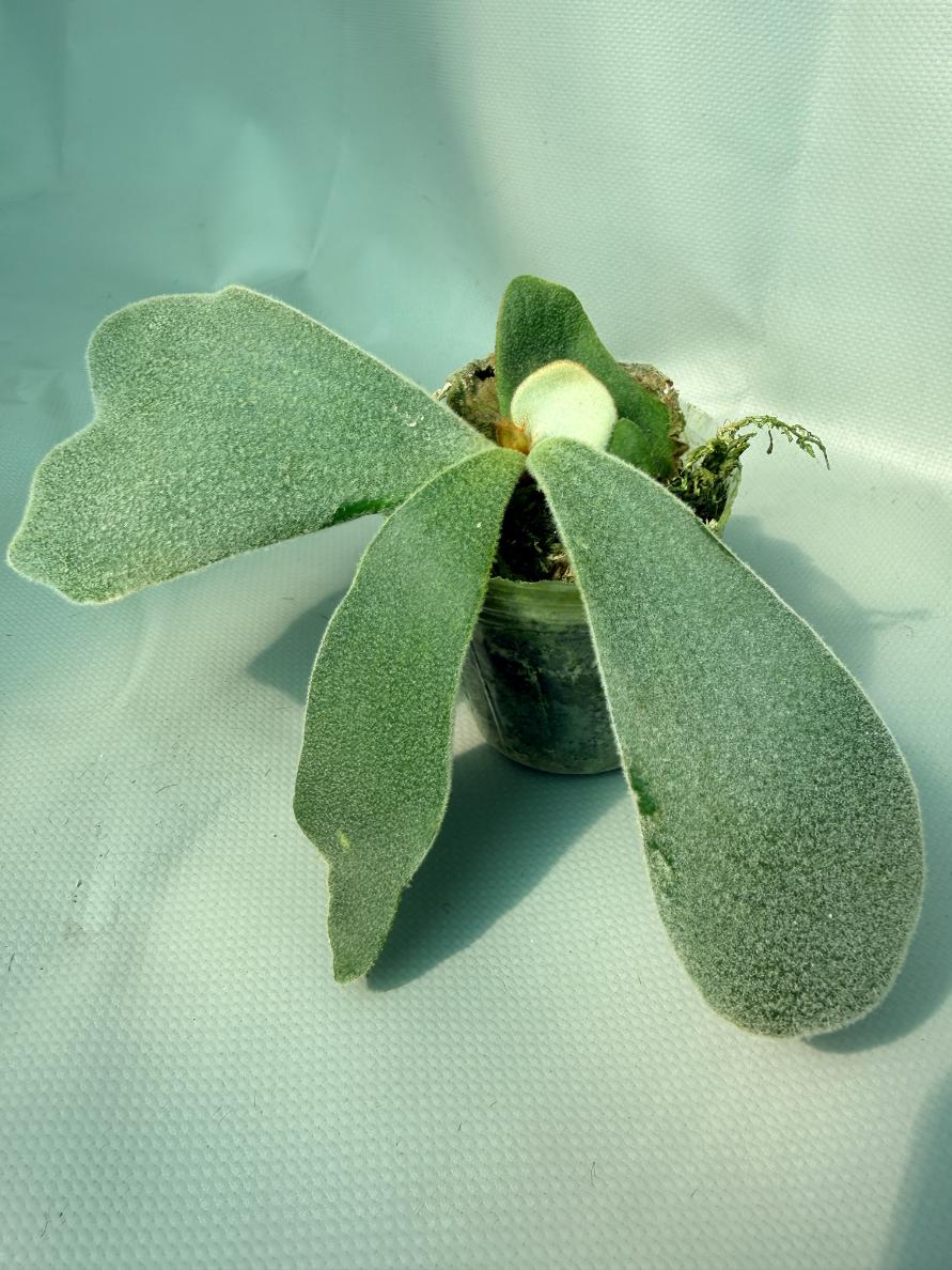 Platycerium Andinum 08