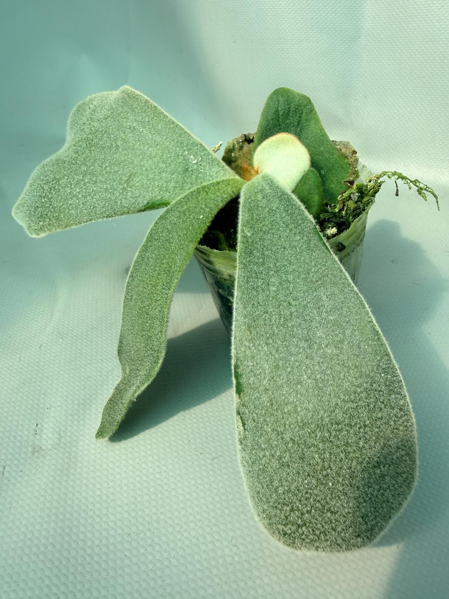 Platycerium Andinum 09