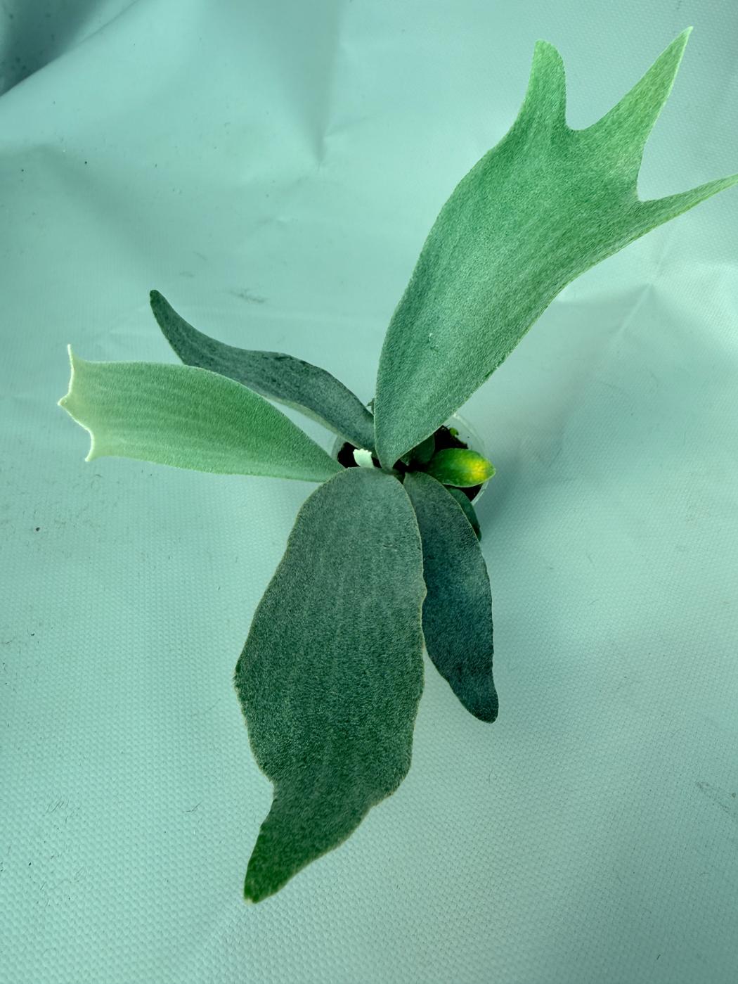 Platycerium Andinum 10