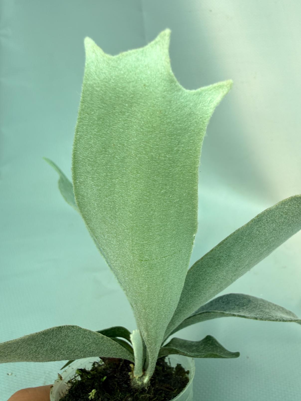 Platycerium Andinum 11