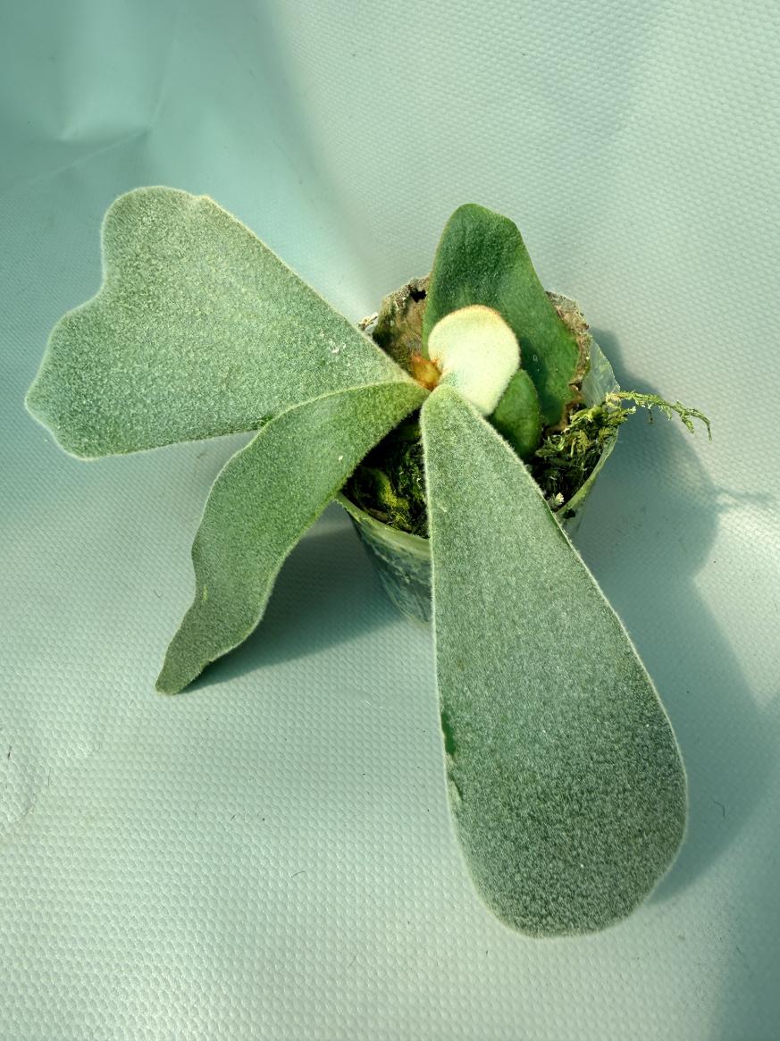 Platycerium Andinum 03