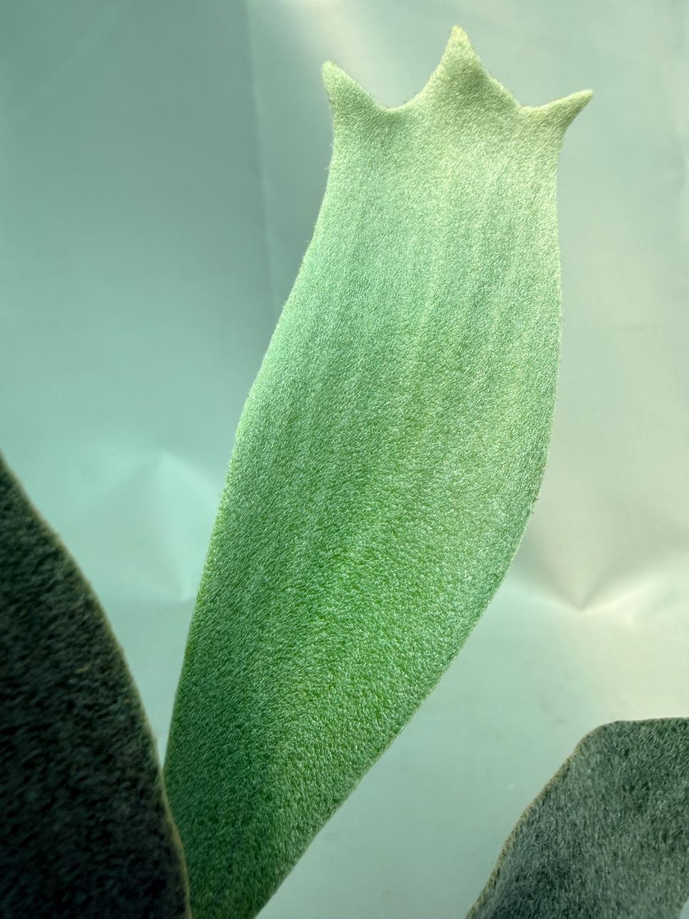 Platycerium Andinum 12