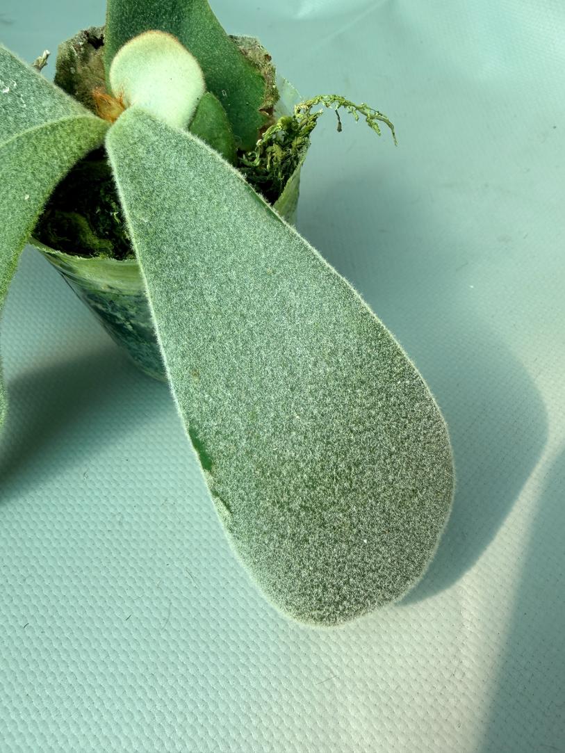 Platycerium Andinum 04