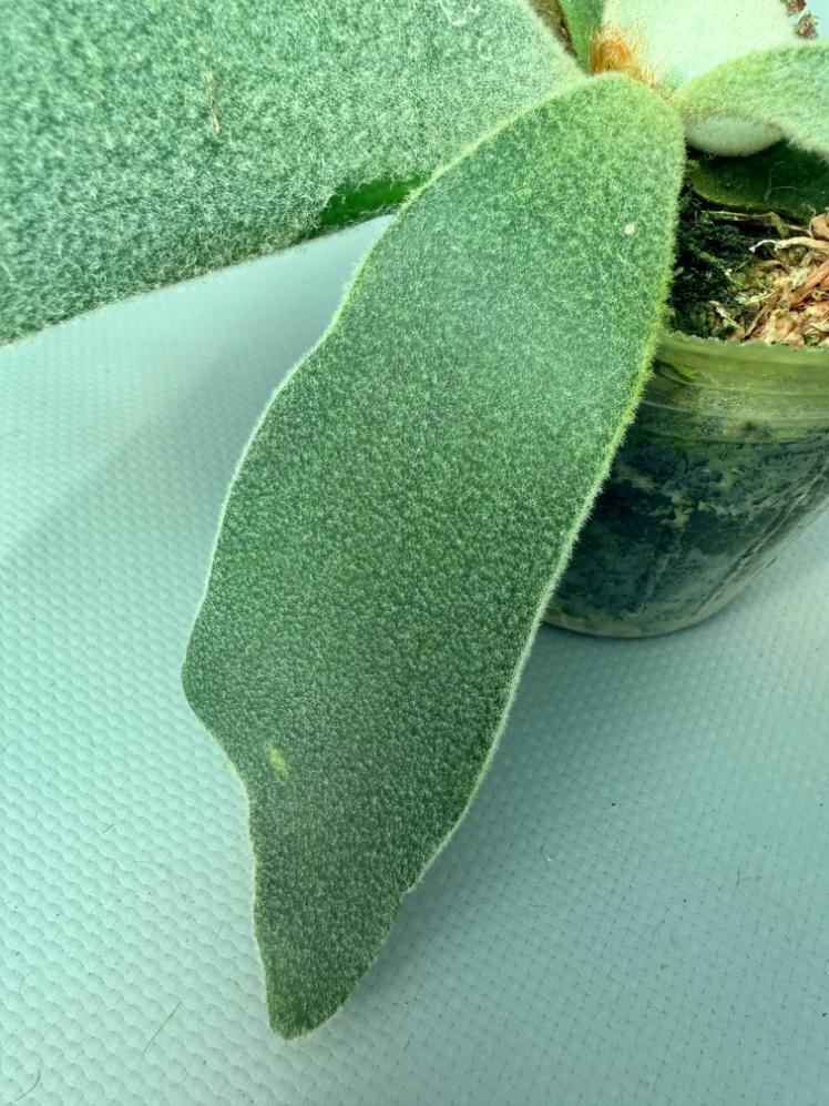 Platycerium Andinum 05