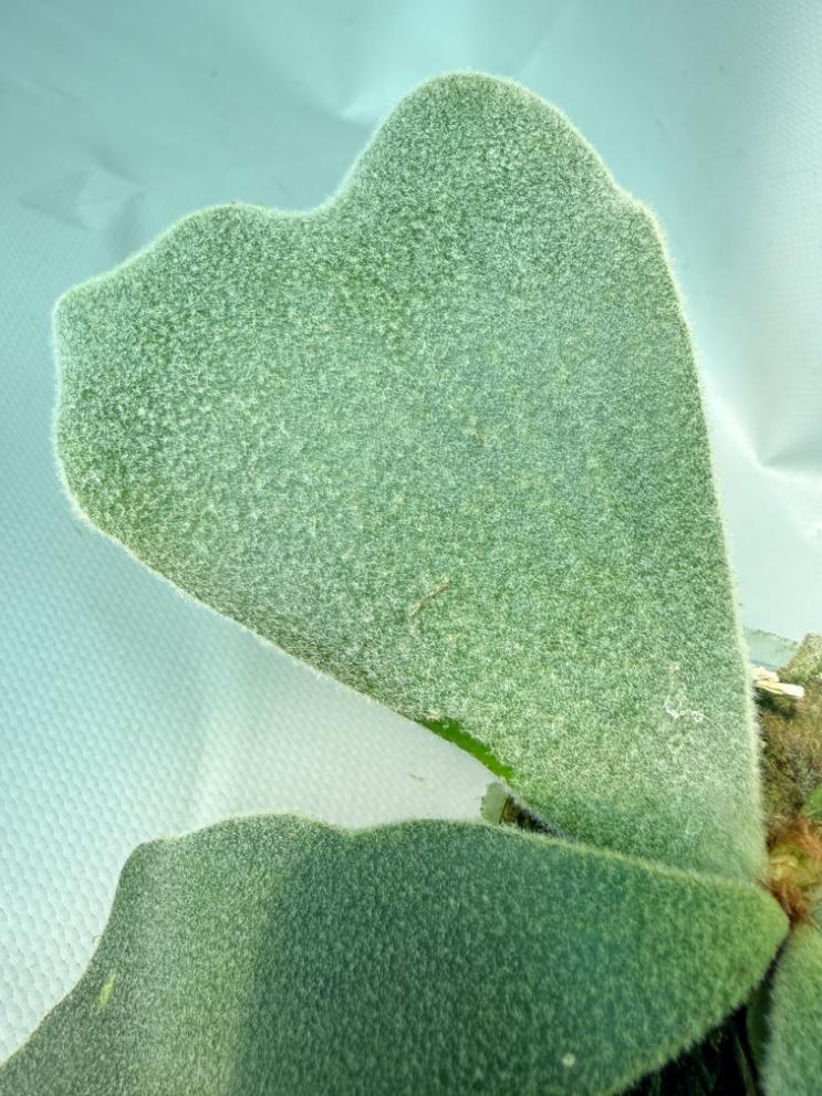 Platycerium Andinum 06