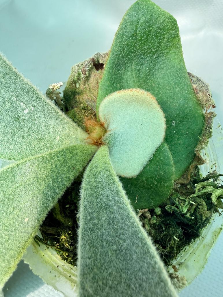 Platycerium Andinum 07