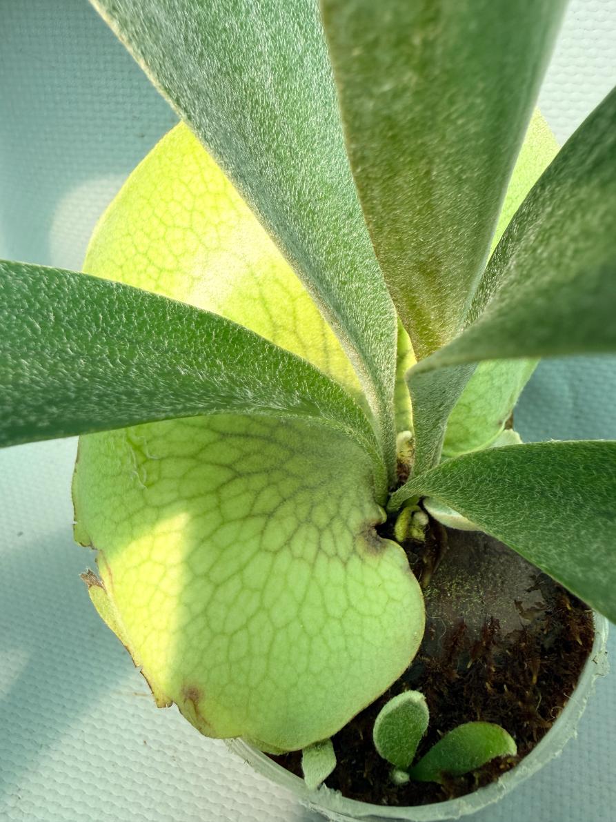 Platycerium Banna #A 03