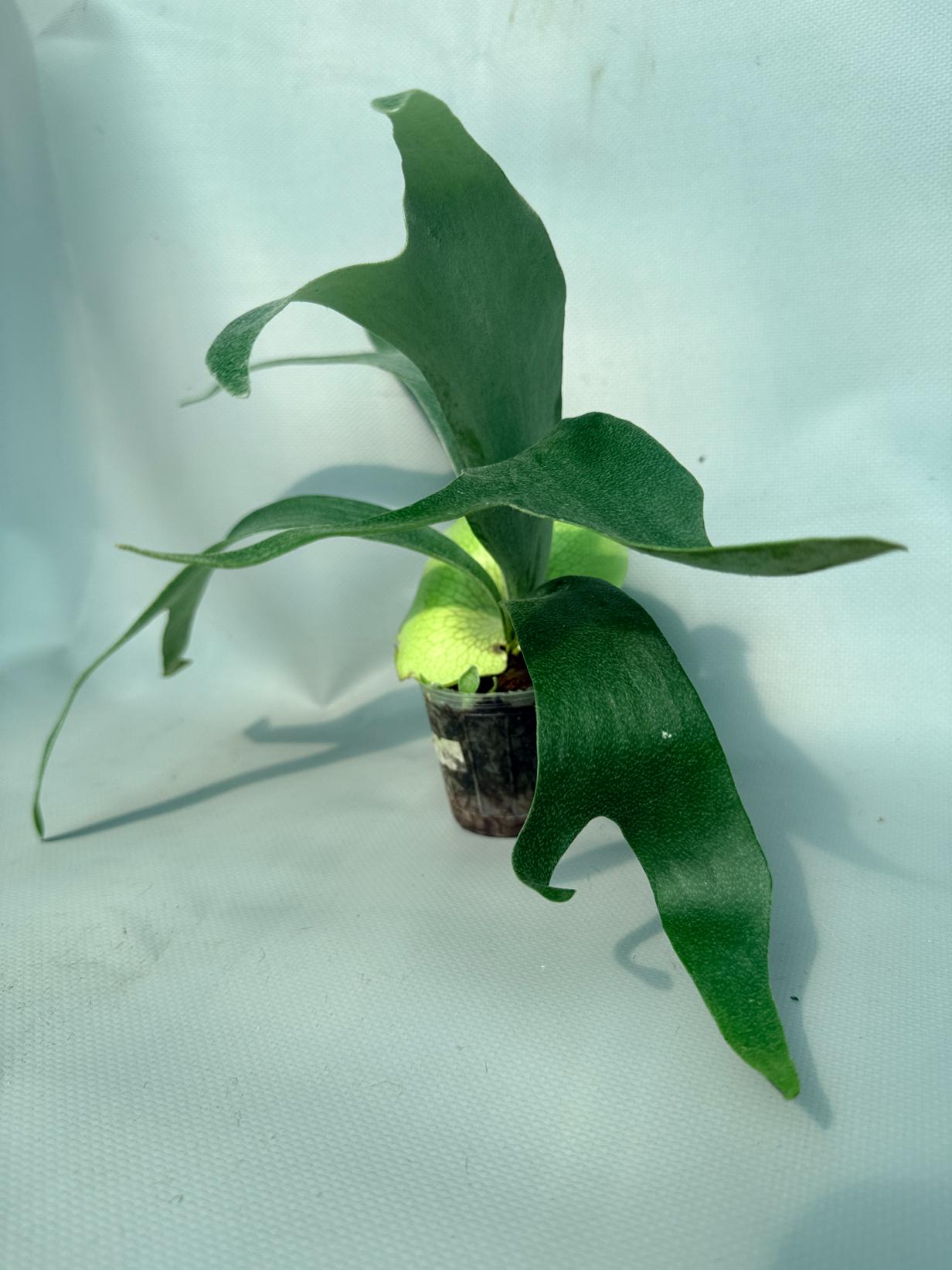 Platycerium Banna #A 04