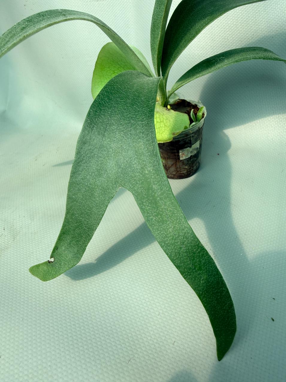 Platycerium Banna #A 05