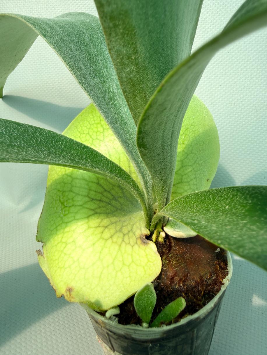 Platycerium Banna #A 06