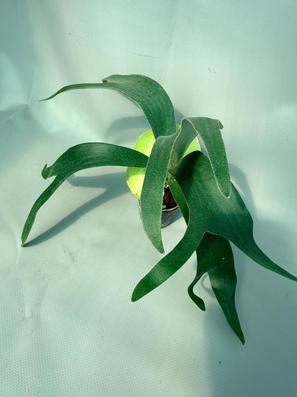 Platycerium Banna #A 07