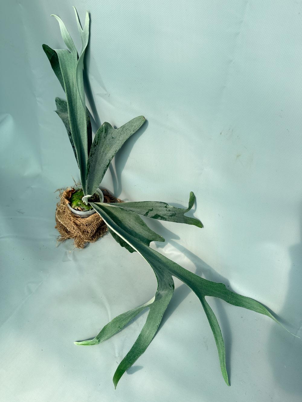 Platycerium Bifurcatum sp. White 06