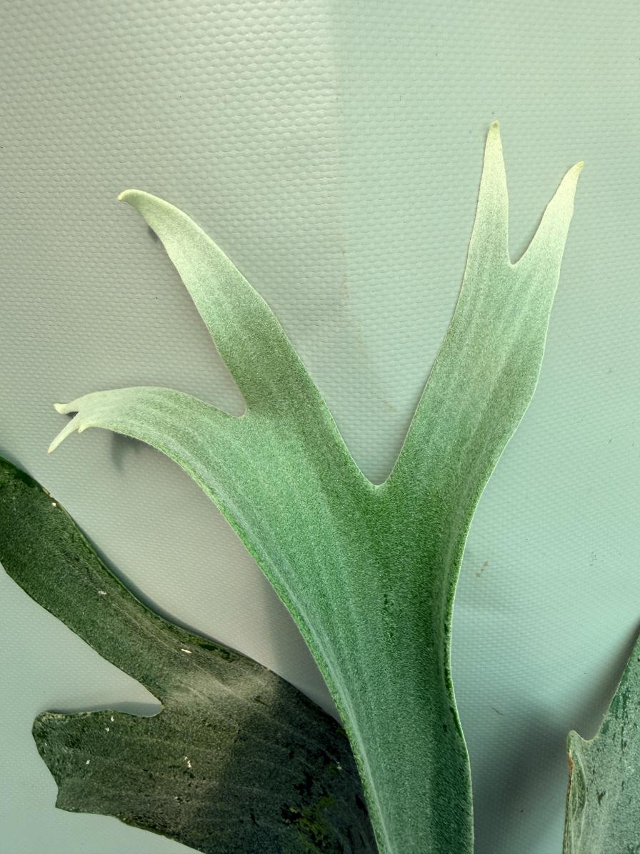 Platycerium Bifurcatum sp. White | Welovetropicalplants