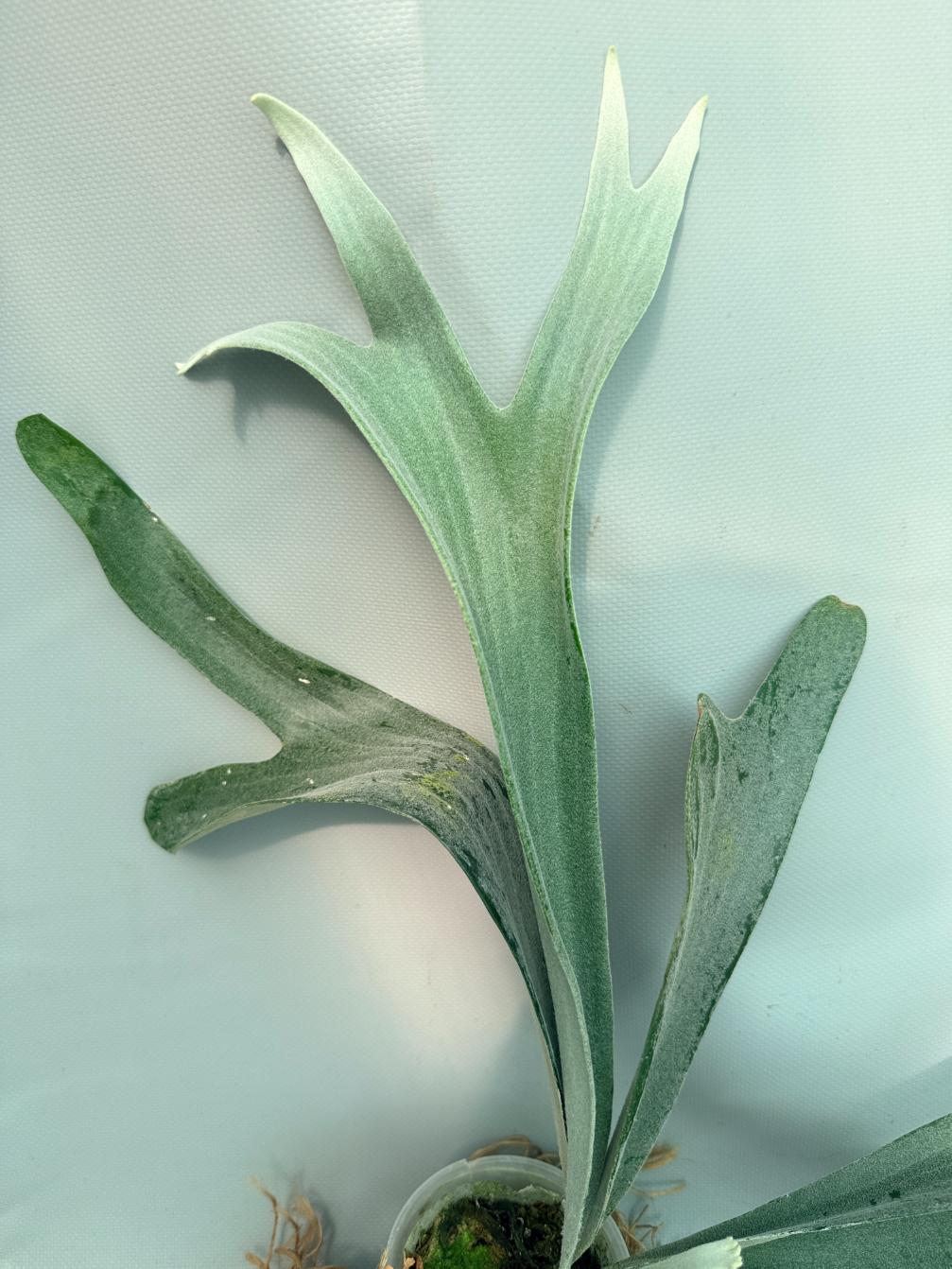 Platycerium Bifurcatum sp. White | Welovetropicalplants