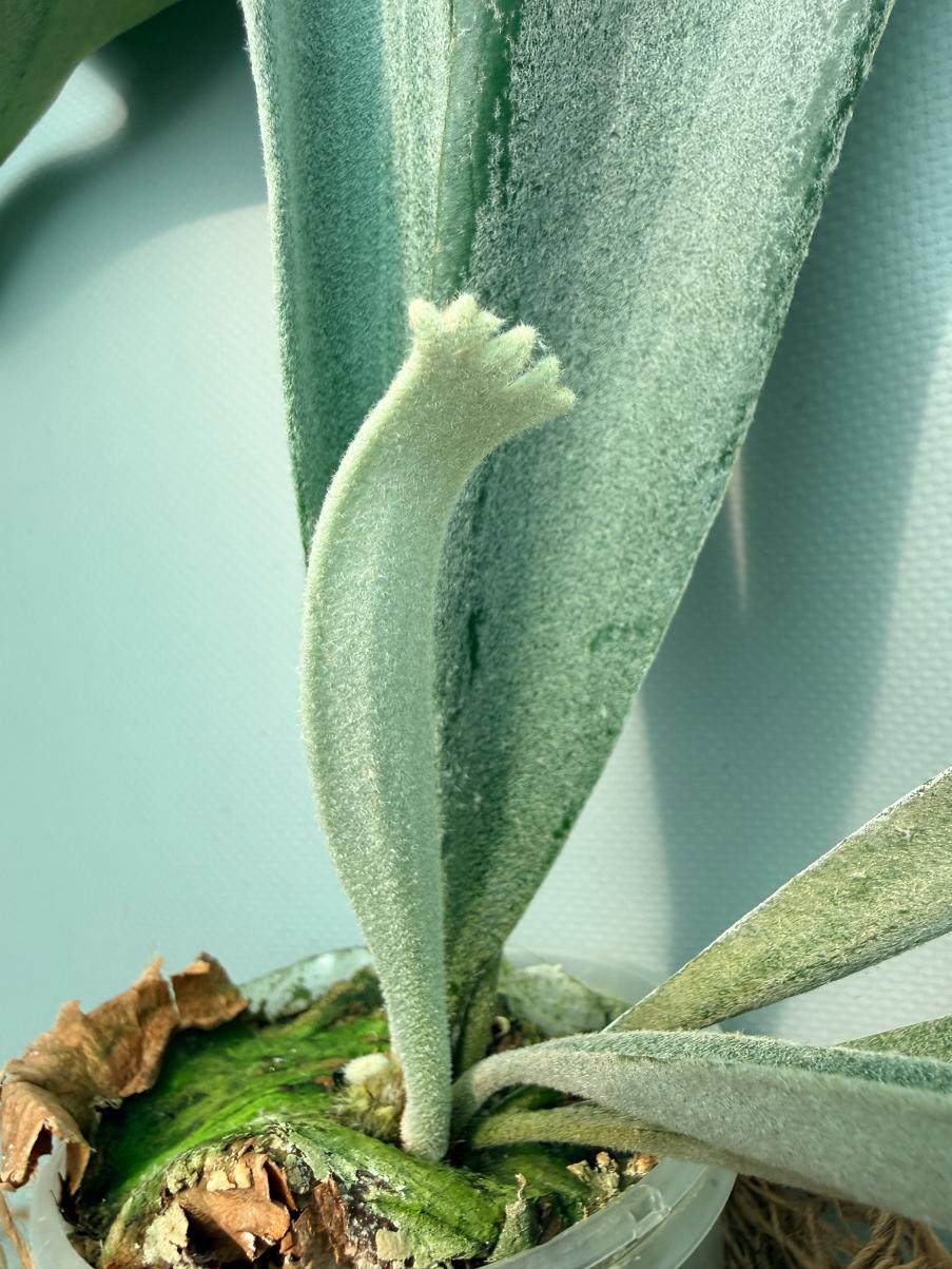 help help help希少株】P. bifurcatum オールド Platycerium Bifurcatum sp. White | Welovetropicalplants