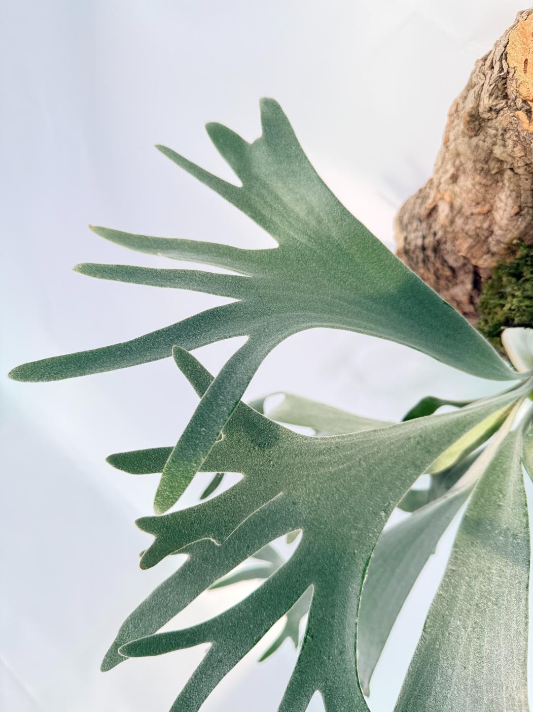 Platycerium Bifurcatum sp. White 10