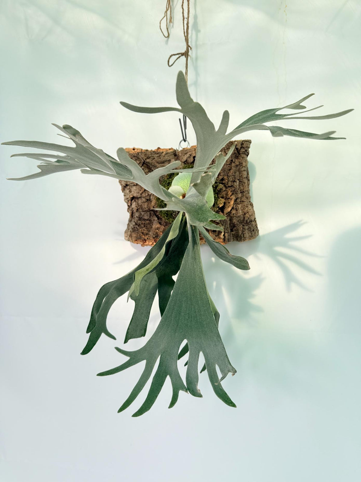 Platycerium Bifurcatum sp. White 05