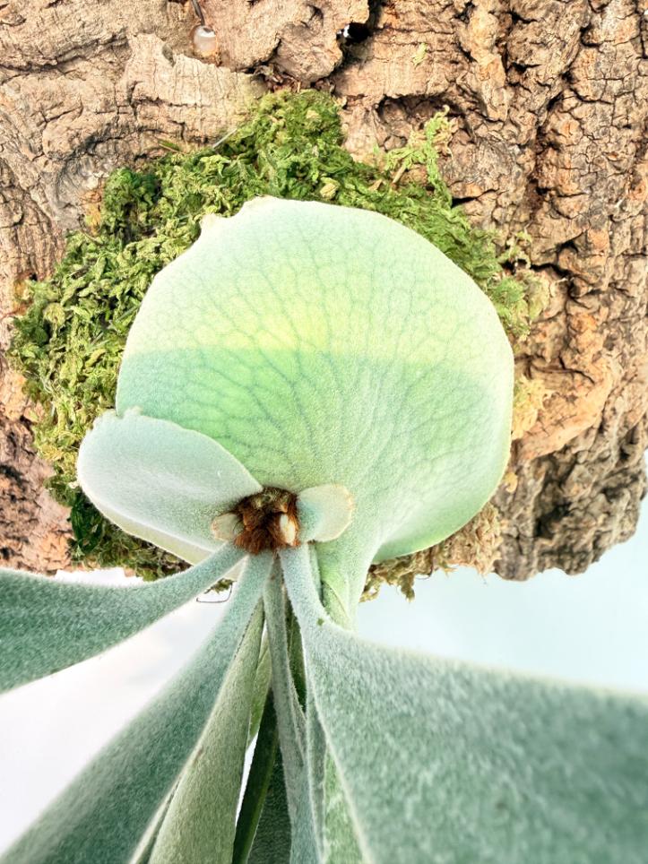 Platycerium Bifurcatum sp. White 06