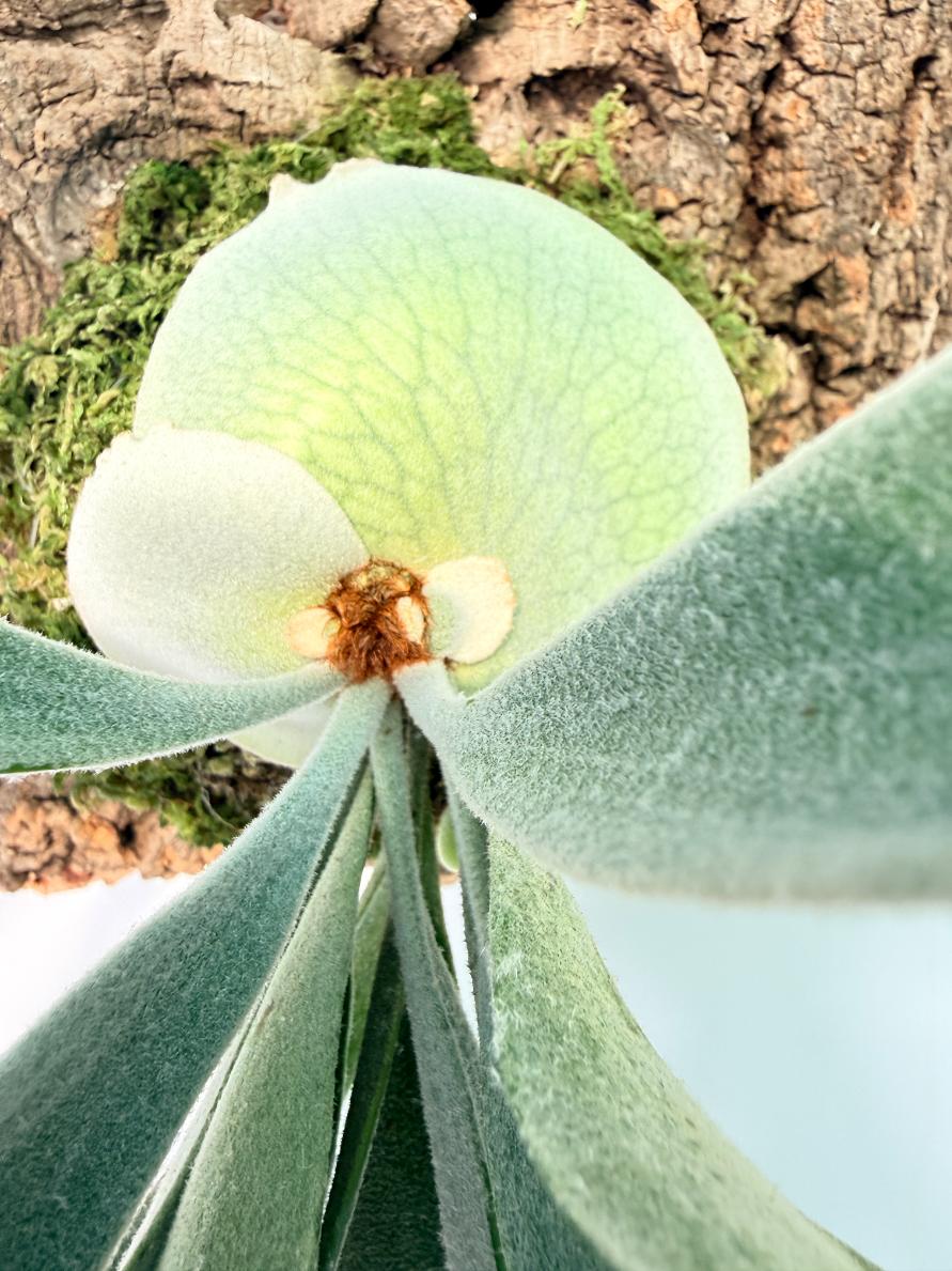 Platycerium Bifurcatum sp. White 07