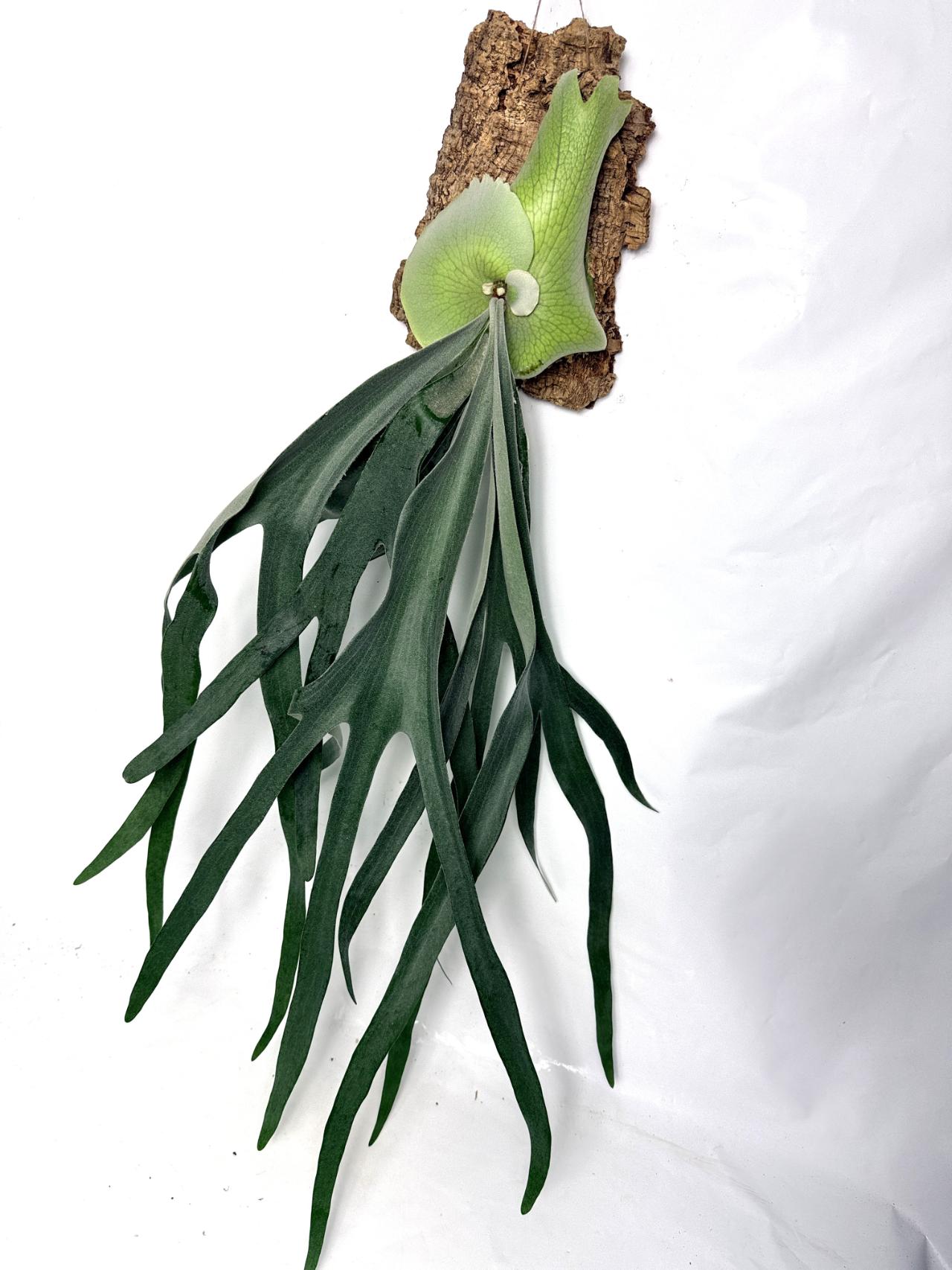 Platycerium Bifurcatum sp. White