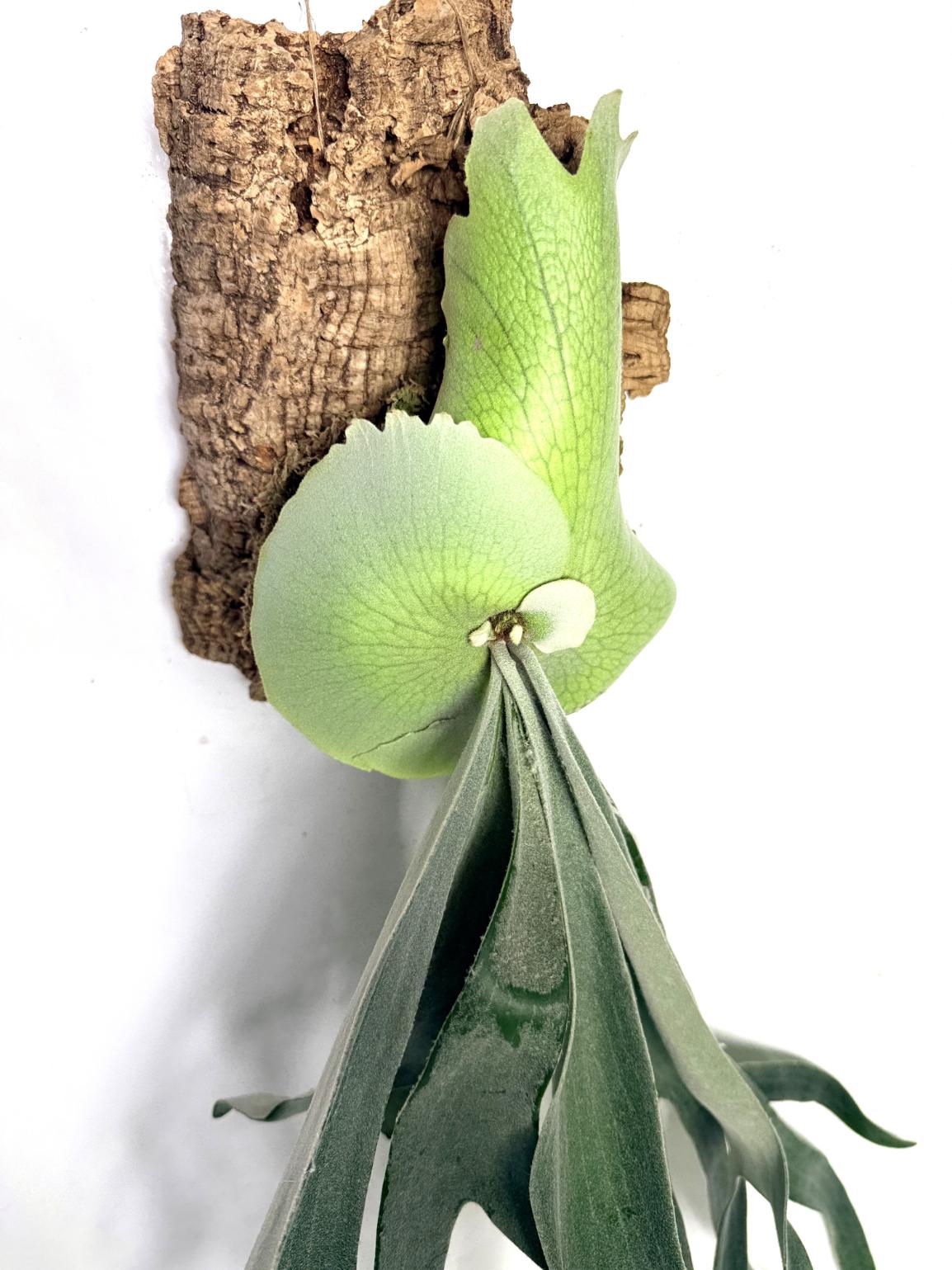 Platycerium Bifurcatum sp. White