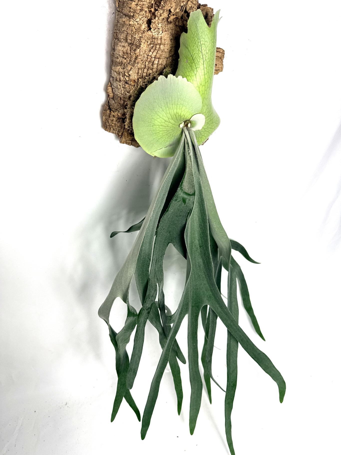 Platycerium Bifurcatum sp. White